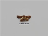 藏品(夜蛾701)的圖片